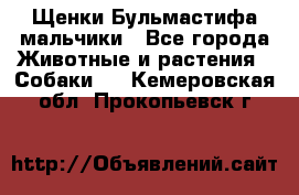 Щенки Бульмастифа мальчики - Все города Животные и растения » Собаки   . Кемеровская обл.,Прокопьевск г.